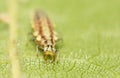 Macro image of a Lacewing Larva on a Hazel Leaf