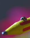 Macro image of a lady bug Royalty Free Stock Photo