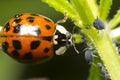 Ladybug and aphid