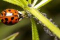 Ladybug and aphid Royalty Free Stock Photo