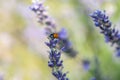 Ladybug on lavender flowers in sunny day Royalty Free Stock Photo
