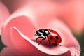 A macro image of a ladybug perched on a rose petal, its bright red shell in contrast with the soft pink Royalty Free Stock Photo