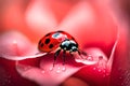 A macro image of a ladybug perched on a rose petal, its bright red shell in contrast with the soft pink Royalty Free Stock Photo