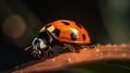 Macro image of a ladybug sitting on a leaf Royalty Free Stock Photo