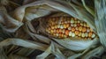 A macro image of a large ear of corn its golden kernels plumping up and bursting forth from the tightly wrapped husk Royalty Free Stock Photo