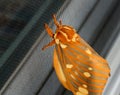 Large Regal Moth or Citheronia Regalis landed on the window screen