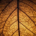 Macro image of a leaf highlighting its intricate vein structure. The leaf appears Royalty Free Stock Photo