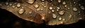 A macro image of a leaf surface, with tiny droplets of water creating a textured, almost crystalline effect, concept of