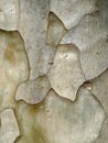 Macro image of a light taupe smooth structural tree