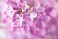 Macro image of  Lilac flowers. Abstract  floral background. Gentle  light purple flower background.   Very shallow depth of field, Royalty Free Stock Photo