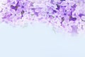 Macro image of lilac violet flowers