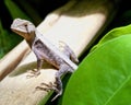 Macro image of a lizard with sharp claws resting on wood at night inside the Madidi National Park, Rurrenabaque in Bolivia Royalty Free Stock Photo