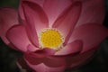 Macro image lotus flower Royalty Free Stock Photo