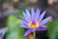 Macro image of Lotus flower Royalty Free Stock Photo