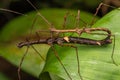 Macro Image of Maiting of Stick Insect of Borneo Island