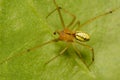 A macro image of a male Comb-footed Spider, Enoplognatha ovata. Lineata form