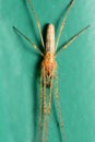 A macro image of a male Long Jawed Orb Weaver spider Royalty Free Stock Photo