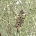 A macro image of a male Midge in the family Chironomidae