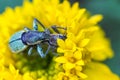 Macro image of mating weevils Royalty Free Stock Photo