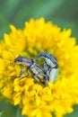 Macro image of mating weevils Royalty Free Stock Photo