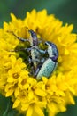 macro image of mating weevils Royalty Free Stock Photo