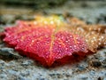 Macro image of micro drops on autumn colorful leaf Royalty Free Stock Photo