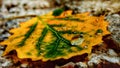 Macro image of micro drops on autumn colorful leaf Royalty Free Stock Photo