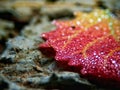 Macro image of micro drops on autumn colorful leaf Royalty Free Stock Photo