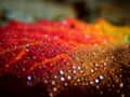 Macro image of micro drops on autumn colorful leaf Royalty Free Stock Photo