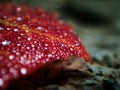 Macro image of micro drops on autumn colorful leaf Royalty Free Stock Photo