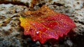 Macro image of micro drops on autumn colorful leaf Royalty Free Stock Photo