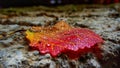 Macro image of micro drops on autumn colorful leaf Royalty Free Stock Photo