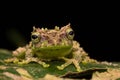 Macro Image of Mossy Tree Frog Royalty Free Stock Photo