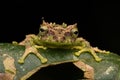 Macro Image of Mossy Tree Frog Royalty Free Stock Photo