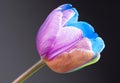 Macro image of a multi-coloured tulip Royalty Free Stock Photo