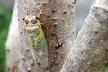 Macro image of a newly cicada