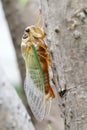 Macro image of a newly cicada