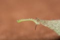 Macro image of a newly hatched and tny Sphinx caterpillar