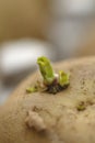 Macro Image of One Potato Chitting (Sprouting) Royalty Free Stock Photo