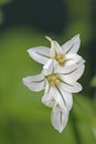 Macro image of onion weed, Allium triquetrum