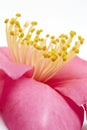 Open Pink Camellia Flower detail