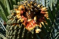 Cycad cone opened Royalty Free Stock Photo