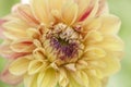 Macro image of orange dahlia bloom center