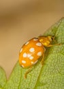 A macro image of an Orange Lady Beetle,  Halyzia sedecimguttata Royalty Free Stock Photo