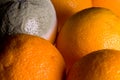 Macro image of orange with mold Royalty Free Stock Photo