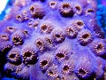 Pavona maldivensis coral macro