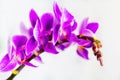 Macro image of orchid flower, captured with a small depth of field. Royalty Free Stock Photo