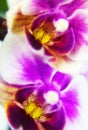 Macro image of orchid flower, captured with a small depth of field. Royalty Free Stock Photo