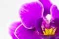 Macro image of orchid flower, captured with a small depth of field. Royalty Free Stock Photo