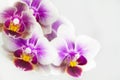 Macro image of orchid flower, captured with a small depth of field. Royalty Free Stock Photo